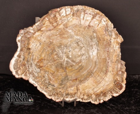 Grande Fetta Legno Fossile cm.29,7x24,2