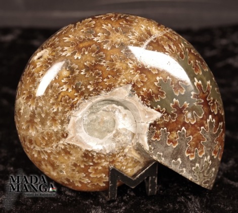 Ammonite intera lucidata cm.7,6