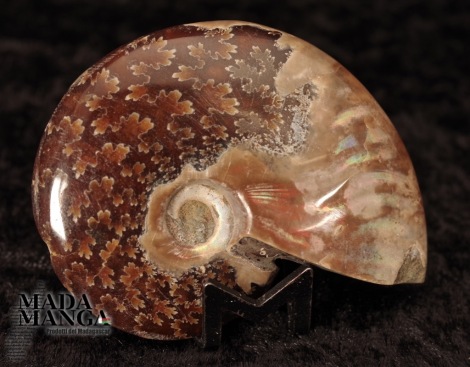 Ammonite intera lucidata cm.6,2