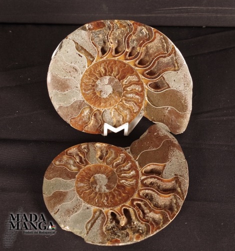 Ammonite tagliata cm.10,5