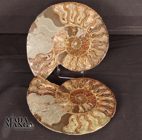 Ammonite tagliata cm.15,5