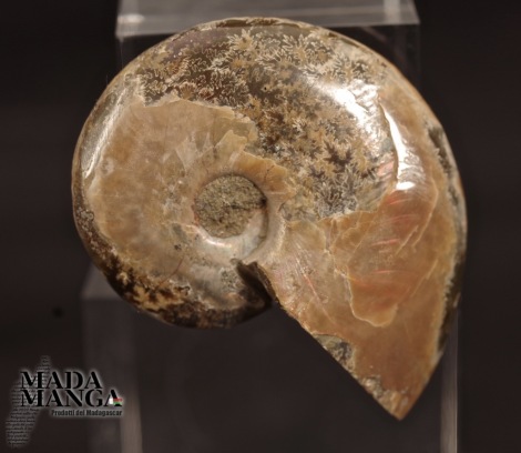 Ammonite intera lucidata cm.4,2