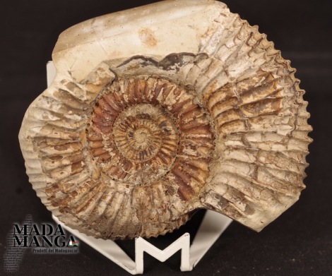Ammonite con septaria cm.9