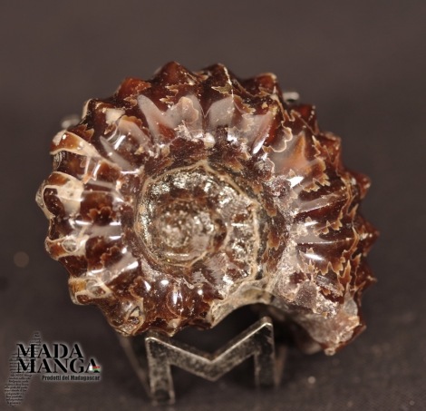 Ammonite Douvilleiceras cm.4,6