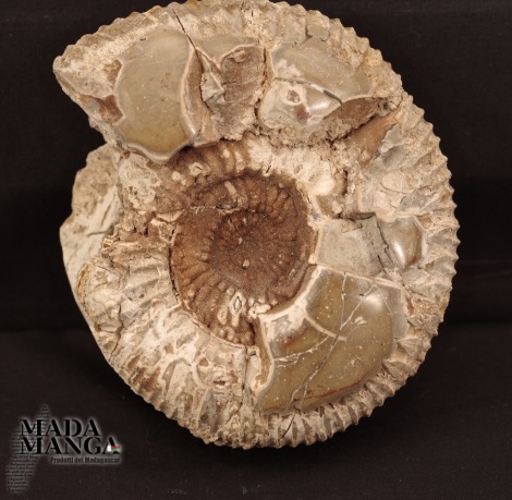 Ammonite con septaria cm.12,3