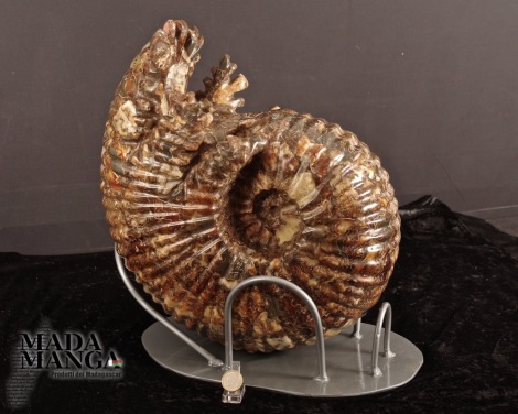 Grande Ammonite intera lucidata kg.20