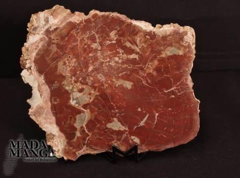 Fetta Legno Fossile cm.11,6x10,5