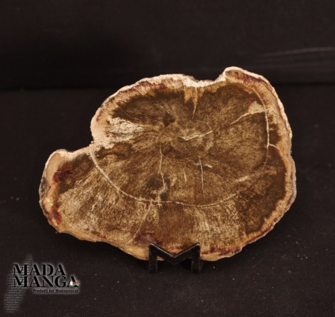 Fetta Legno Fossile cm.8,7x6,1