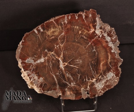 Fetta Legno Fossile cm.14x11,5