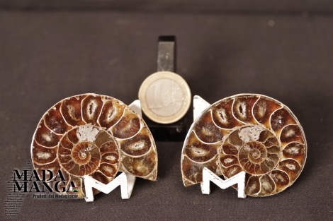 Ammonite tagliata cm.5,1