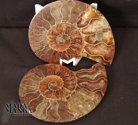 Ammonite tagliata cm.9,5