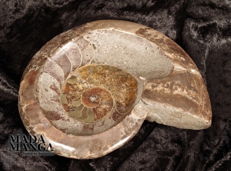Ammonite lavorata a ciotola