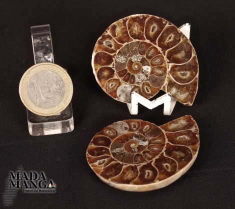 Ammonite tagliata cm.4,9