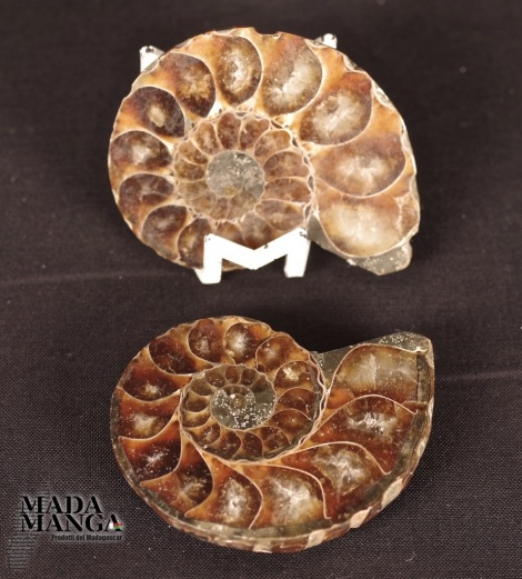 Ammonite tagliata cm.5,2