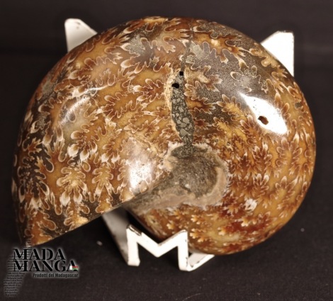 Ammonite intera lucidata cm.9