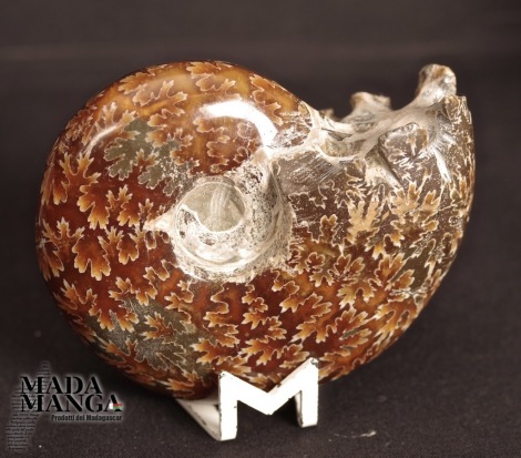 Ammonite intera lucidata integra cm.7,1