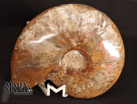 Ammonite intera lucidata cm.11