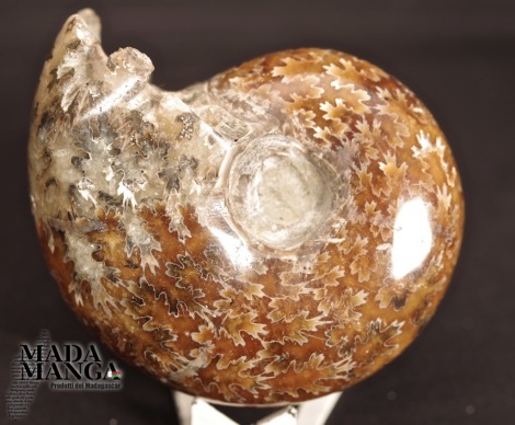 Ammonite intera lucidata integra cm.7,2
