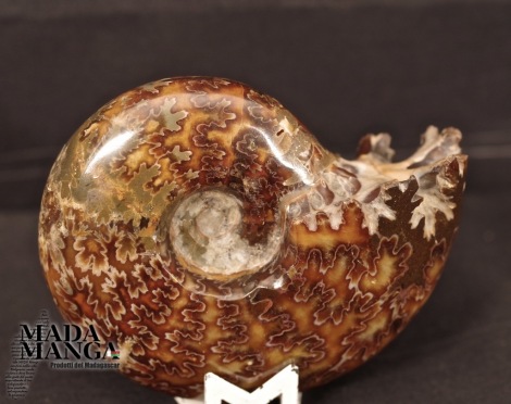 Ammonite intera lucidata integra cm.7,6