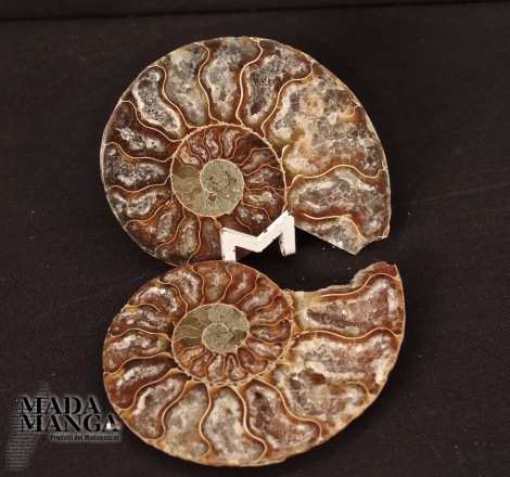 Ammonite tagliata cm.6,6