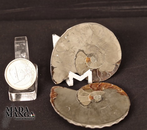 Ammonite tagliata con pirite cm.5,7