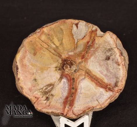 Fetta Legno Fossile cm.6,5x5,7