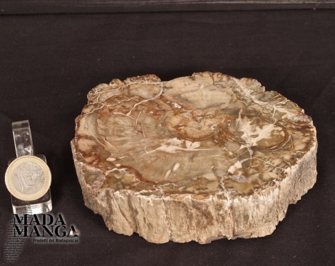 Tronchetto di Legno Fossile cm.12,2x3H