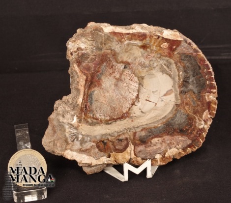 Fetta Legno Fossile cm.10x8,5