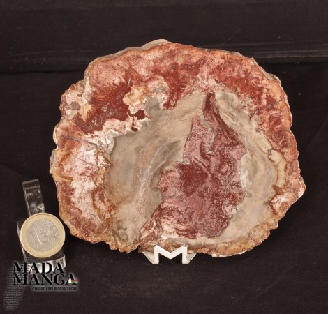 Fetta Legno Fossile cm.12,5x10,6