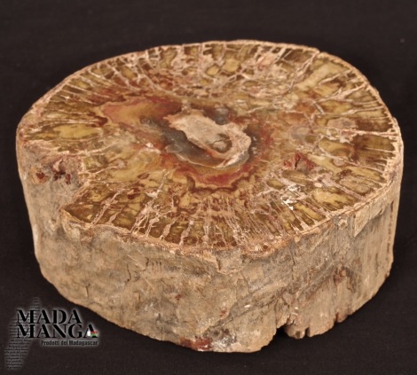 Tronchetto di Legno Fossile cm.12,4x5H