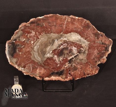Fetta Legno Fossile cm.23,3x14,2
