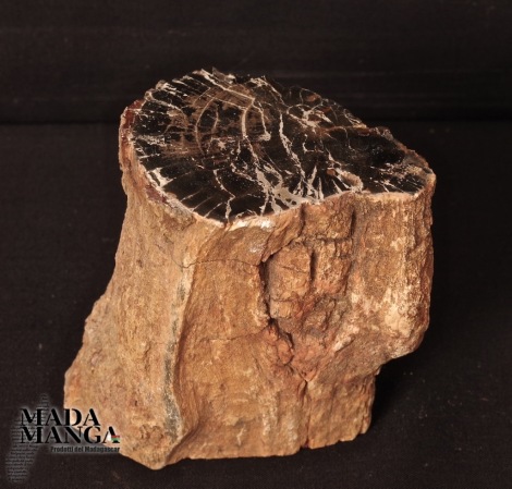 Tronchetto in legno fossile cm.6,2x7,2H