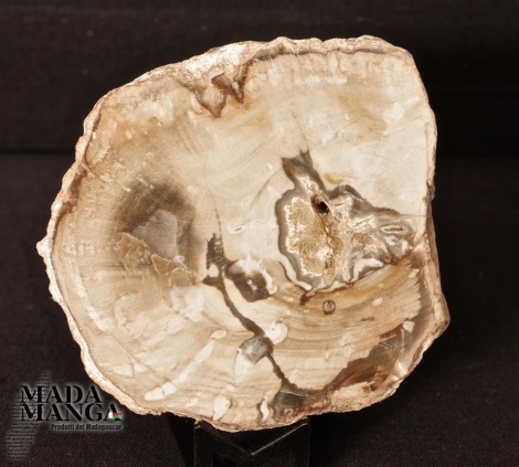 Fetta Legno Fossile cm.5,7x6,1