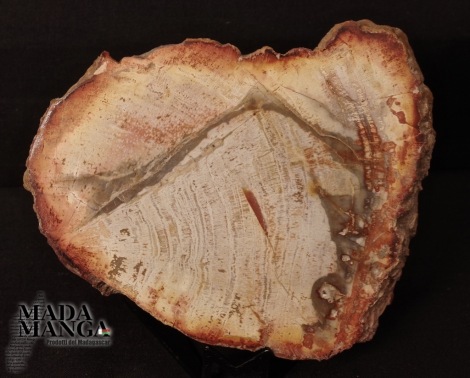 Fetta Legno Fossile cm.10x8,3