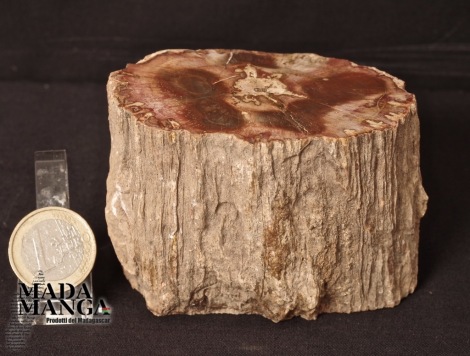 Tronchetto in legno fossile cm.8,4x5,8H