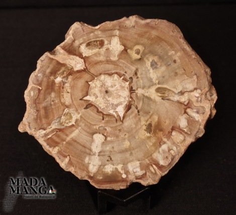 Fetta Legno Fossile cm.6,5x5,6