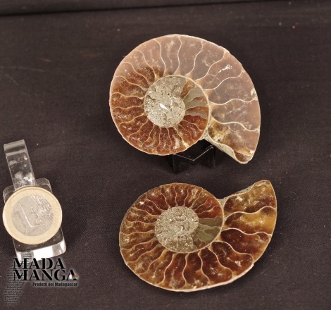 Ammonite tagliata cm.6,3