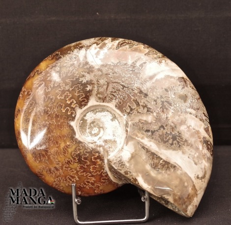 Ammonite intera lucidata cm.13,7