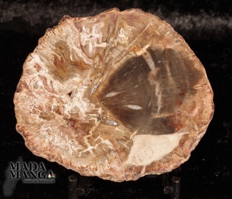 Fetta Legno Fossile cm.6,2x5,3
