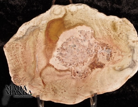 Fetta Legno Fossile cm.10,6x8