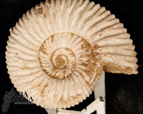 Ammonite Perisphinctes cm.4,6