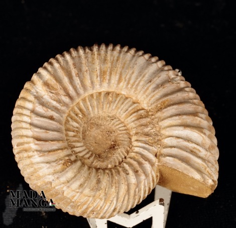 Ammonite Perisphinctes cm.5,1