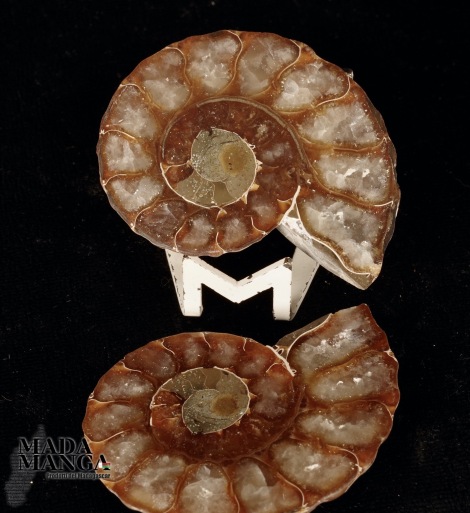 Ammonite tagliata cm.5