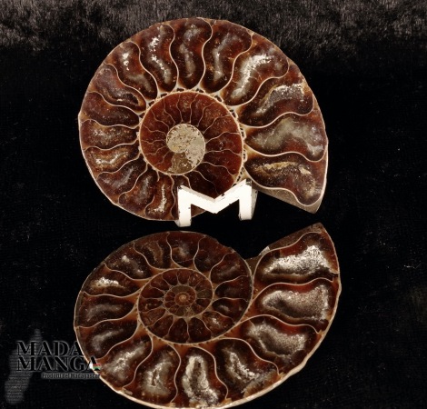 Ammonite tagliata cm.6