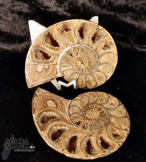 Ammonite tagliata cm.9,3