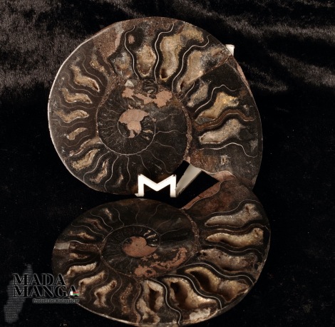 Ammonite tagliata diam. cm.10