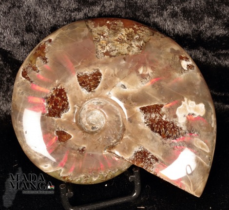 Ammonite intera lucidata cm.10,2