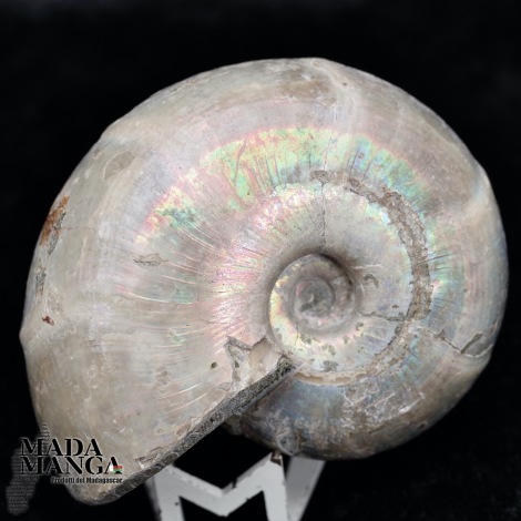 Ammonite intera lucidata cm.6,7