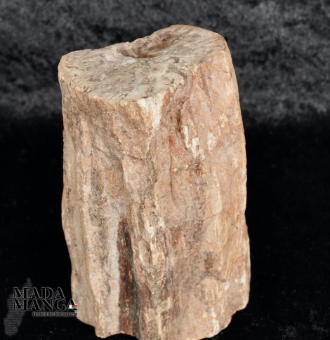Tronchetto in legno fossile cm.9,7H