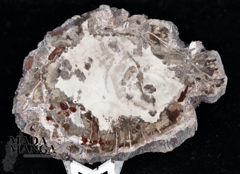 Fetta Legno Fossile cm.8,5x5,5